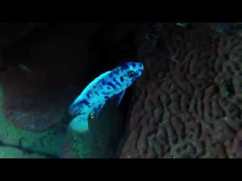 Labeotropheus trewavasae OB a Taiwanee Reef