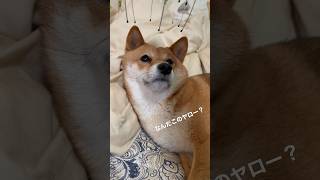 ヘッドスパワイヤーでゾワゾワ豆柴 #shibainu #柴犬 #犬のいる暮らし #cute #ヘッドスパワイヤー