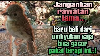 Download lagu terapi srdc biar bunyi, terapi srdc agar gacor, terapi srdc gemericik air, terapi srdc macet bunyi mp3