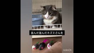 避妊手術の術後服を着た可愛すぎる保護猫プリンセス
