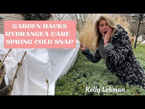 GARDEN HACKS | HYDRANGEA CARE | SPRING COLD SNAP