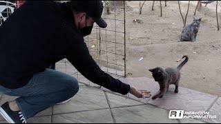 Este hombre alimenta y ayuda a gatos callejeros en Culiacán