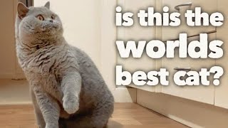 Download lagu British Shorthair Cat Review after 5 years:  The worlds best cat? ( VIDEO) mp3