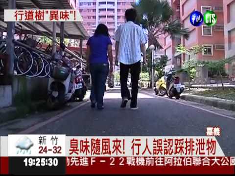 滿街小紅花! 竟飄陣陣"豬屎味"