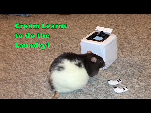 Cream Learns to do the Laundry!