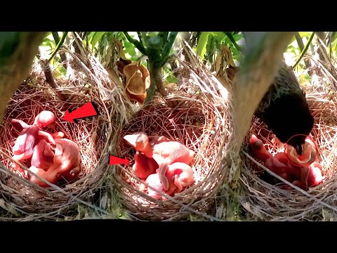 Cuckoo baby trying to out from the nest|the big baby fell over the little babies@animalswithbirds