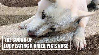Dog Eating Dried Pig Nose [Sound Dogs Love]