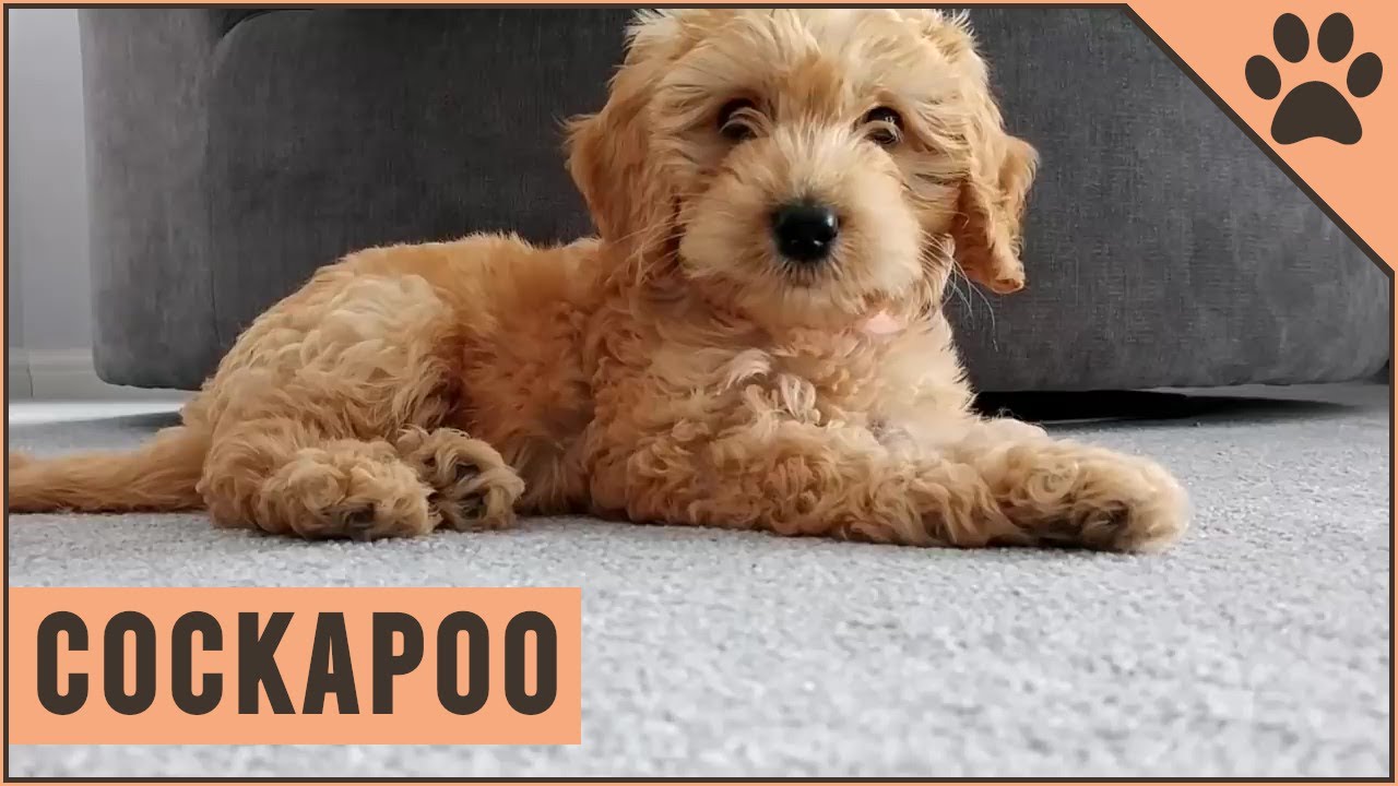 Cockapoo - Why Get A Cockapoo