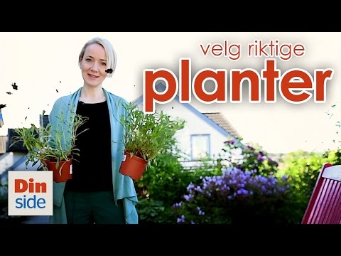 , title : 'Velg riktige planter og blomster for hagen din - Dinsides Hagetips'