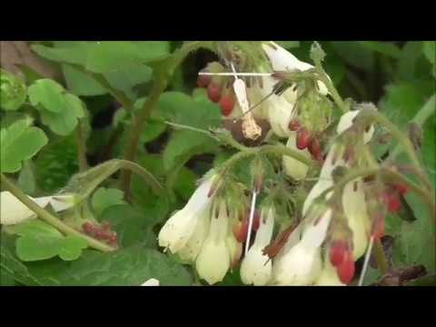 Hurried Bumblebee On Symphytum / Eilige Hummel auf Beinwell
