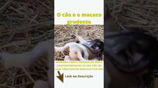 O co e o macaco grudento #shorts