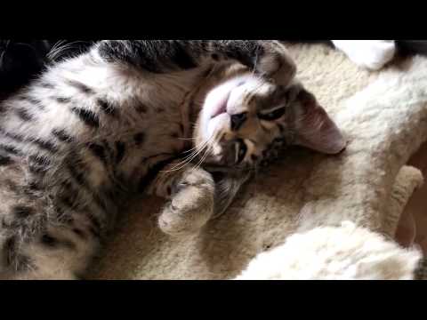 CHARITY PROFILE - The Harbor Association of Volunteers for Animals