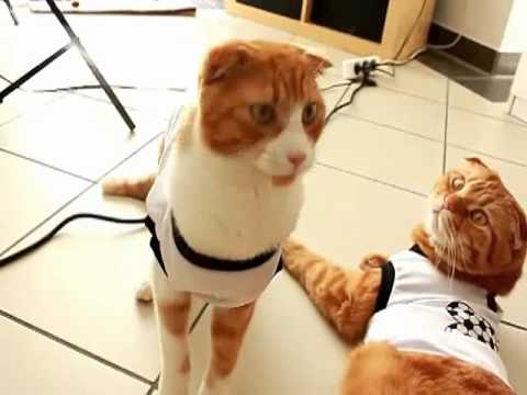 Footballers in Training Cat Video