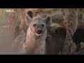 National Geographic Hyenas Hunt Buffalo BBC Documentary World Animals 360
