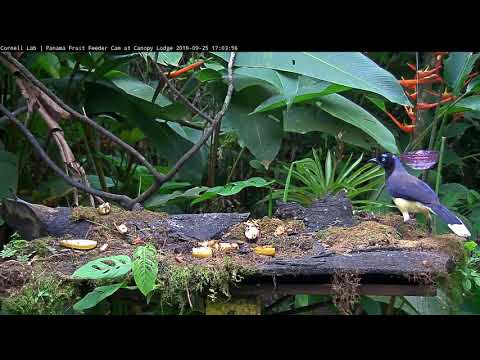 Hungry Black-chested Jay Visits The Feeder - Sept 25, 2019