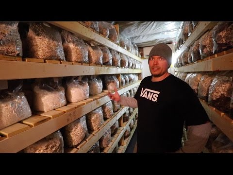 download lagu mp3 mp4 Lobster Mushroom Price Uk, download lagu Lobster Mushroom Price Uk gratis, unduh video klip Lobster Mushroom Price Uk