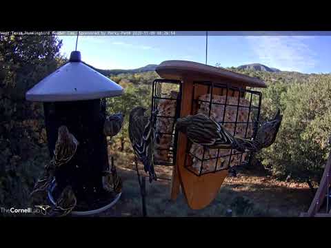 Pine Siskins Populate Feeders In West Texas – Nov. 9, 2020