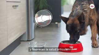 Royal Canin Joint Care - Cuidado articular en el perro anuncio