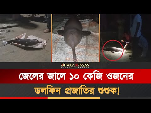 ঝিনাইদহের শৈলকুপায় গড়াই নদী থেকে জেলের জালে ধরা পড়েছে ডলফিন প্রজাতির একটি শুশুক