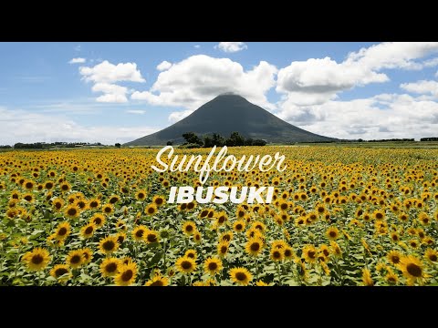 鹿児島県指宿市/大吉農園・ひまわり畑（ドローン４K撮影）