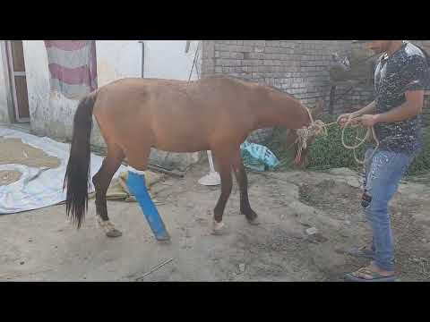 Metatarsal fracture fixation in horse | Velcast casting tape | fracture | Dr Ashwani Bassan |