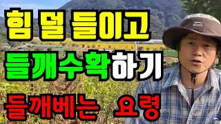 4탄) 들깨 수확시기 들깨낫으로 베는 방법 자세히 알아보기 들깨베는 시기 알수있는 방법 들깨수확하기