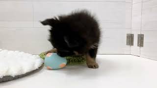 ハーフ犬の動画01