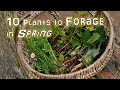 10 Springtime Wild Edible Plants you can Forage NOW