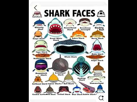 Types of Sharks Gran Maja VS Bloop #sharks #elgranmaja #bloop #viralshorts #animals #deepsea