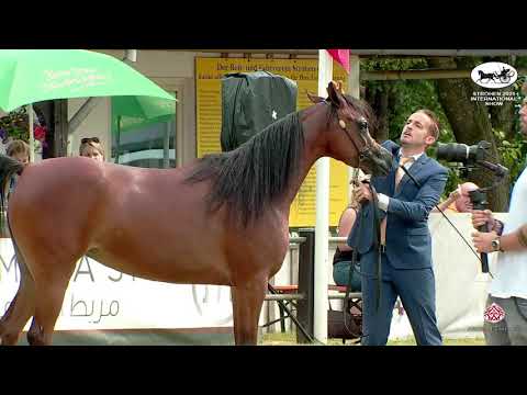 N 125 AROUB AL HAMAD   Strohen 2021 International B Show   Fillies 3 Years Old Class E