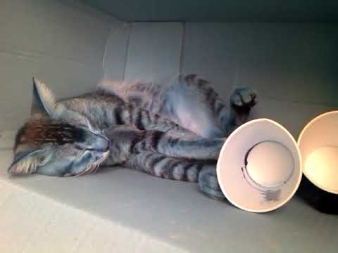 Cats Just Love Sleeping In Cardboard Boxes...LOL ;)