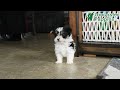 Morkie dogs for sale: Rocket - Video 1