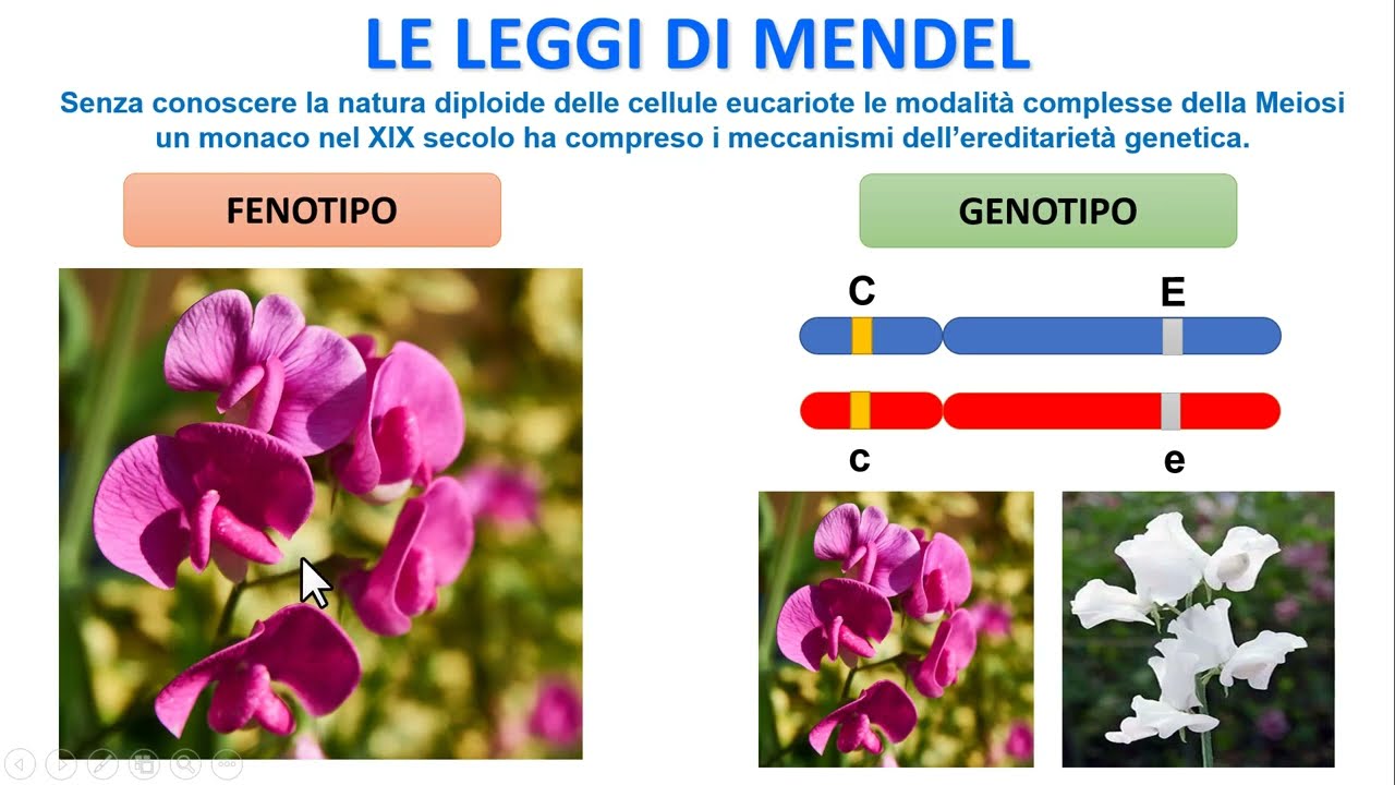LE TRE LEGGI DI MENDEL IN DETTAGLIO