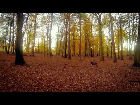 Tilfældig Hjort (drone-optagelse)