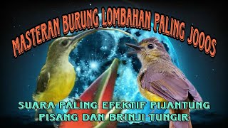 Download lagu masteran kasar pijantung pisang dan brinji tungir mp3