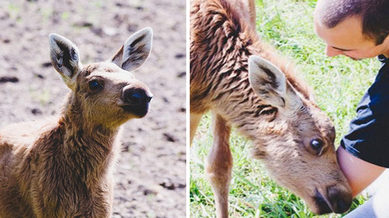 Man Finds Moose and What He Did Next Changed Its Life