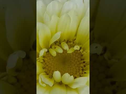 beautiful chrysenthemum flowers