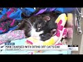 Kentucky Man Accused Of Biting Cat S Ears Off