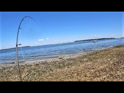 Non-stop Porgy and Fluke bite on the North Shore! 8/19/22