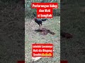 Pertarungan Hidup Dann Mati Si Ayam Bangkok