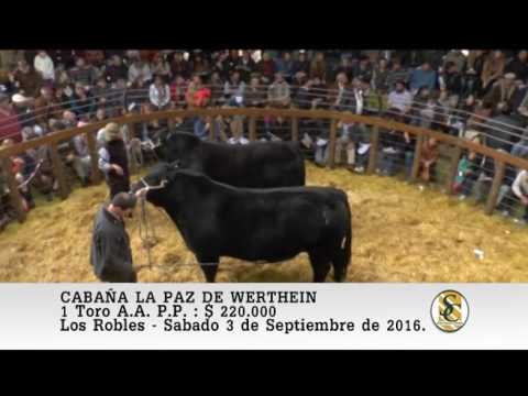 03-09-16 Venta de Toros P.P. - Cabaña La Paz - Los Robles.