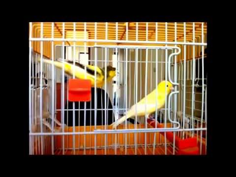 Канарейки певчие, поющие аудио. Пения канареек разных видов видео.