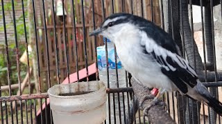 Download lagu Pancingan kapasan kemiri bahan●bikin GACOR mp3