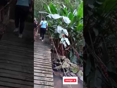 Vila dos Plátanos, Alto Cutias, Lontras -SC. Caminhadas na Natureza com o @sescsantacatarina