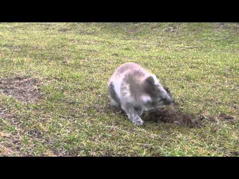 Arctic Fox cub in Southern Iceland.