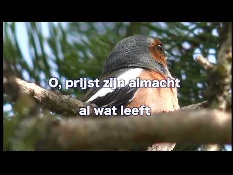 556 - Prijst God Die Ons Het Leven Geeft - Opwekking