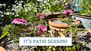 Summer Container Garden, Patio Pots, Dahlia Companions // Cottoverdi