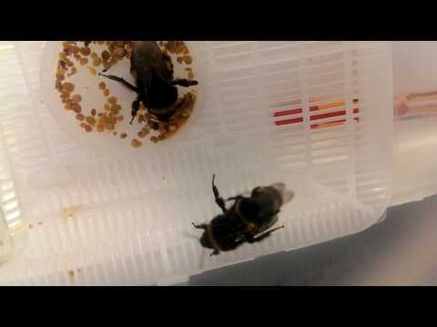 Bumblebee mating in captivity
