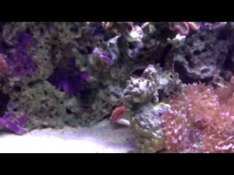 ワイキキ水族館のペパーミント エンゼルフィッシュ