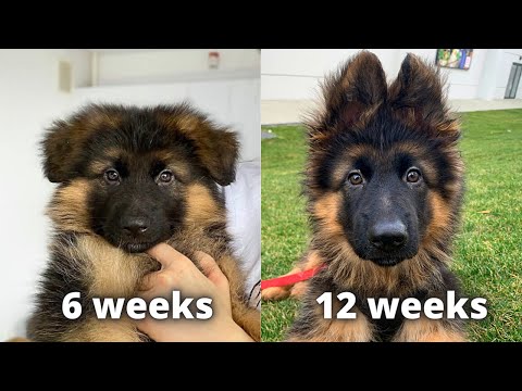 My German Shepherd's Puppy 6 Weeks Transformation